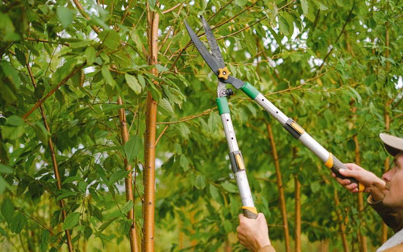 Tree trimming in Plumerville, AR